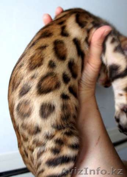Бенгальские котята - ХОЧЕШЬ ДОМА ЛЕОПАРДА? - Изображение #1, Объявление #1191087