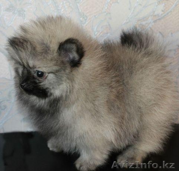 Предлагаем к продаже щенка померанского шпица - Изображение #2, Объявление #1192157