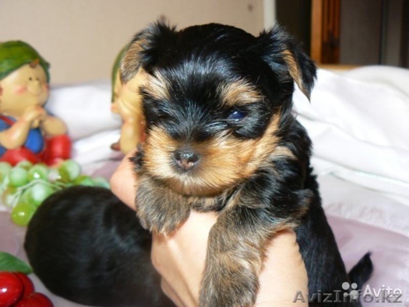 йоркширские терьерчики - Изображение #3, Объявление #1255186