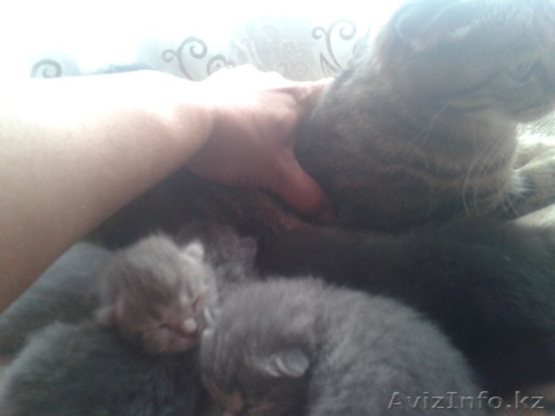 котят шотланцы вислоухие - Изображение #1, Объявление #1290923