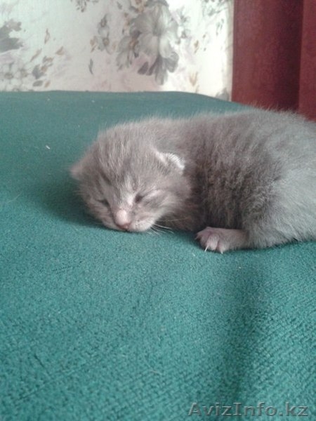 котят шотланцы вислоухие - Изображение #2, Объявление #1290923