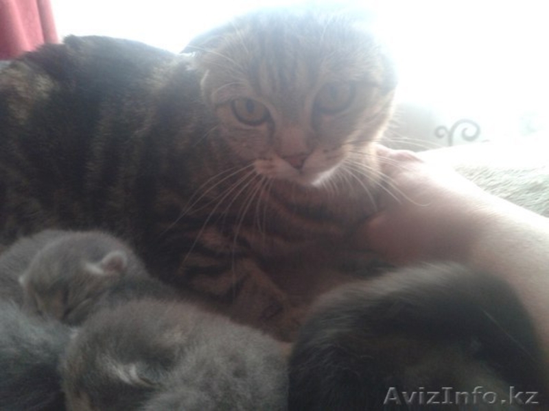 котят шотланцы вислоухие - Изображение #3, Объявление #1290923