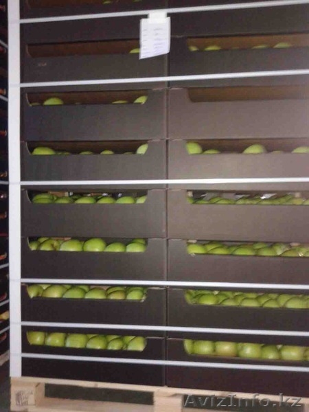 Яблоки польские и молдавские всегда в наличие - Изображение #2, Объявление #1355183