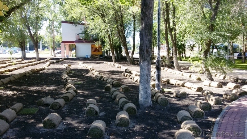 Рулонный газон от 135 руб/рул !!!+79277770575 Самара - Изображение #3, Объявление #1538378