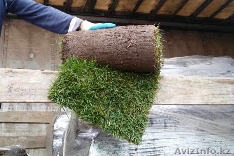 Рулонный газон от 135 руб/рул !!!+79277770575 Самара - Изображение #1, Объявление #1538378