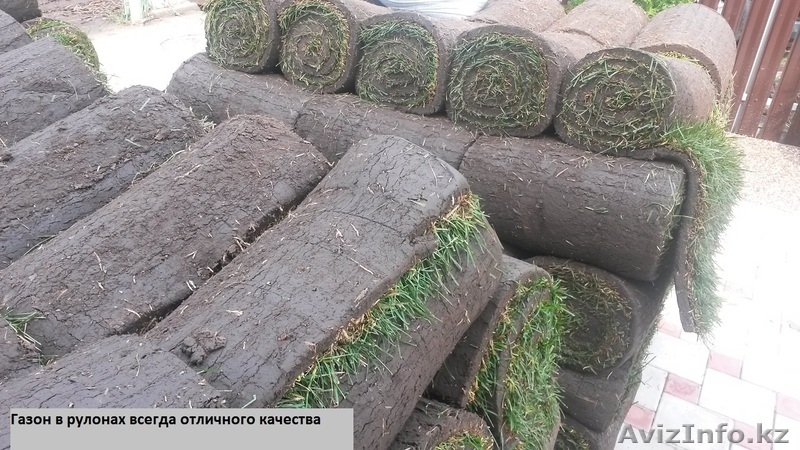 Рулонный газон от 135 руб/рул !!!+79277770575 Самара - Изображение #2, Объявление #1538378