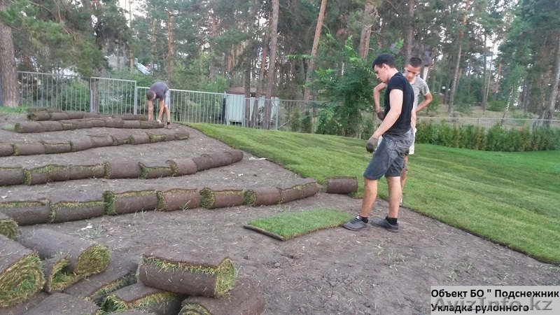 Рулонный газон от 135 руб/рул !!!+79277770575 Самара - Изображение #4, Объявление #1538378