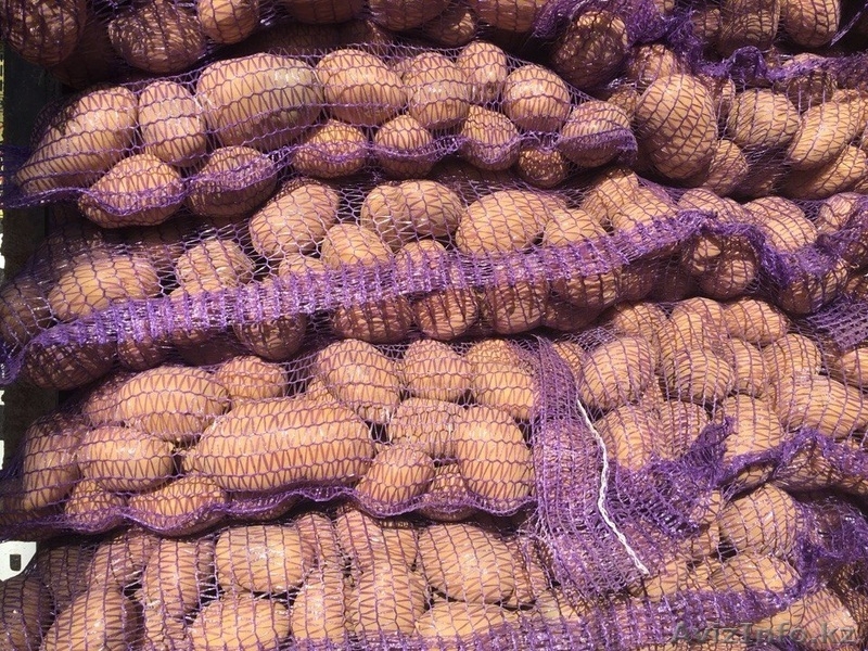 Картофель продовольственный от КФХ - Изображение #1, Объявление #1619182