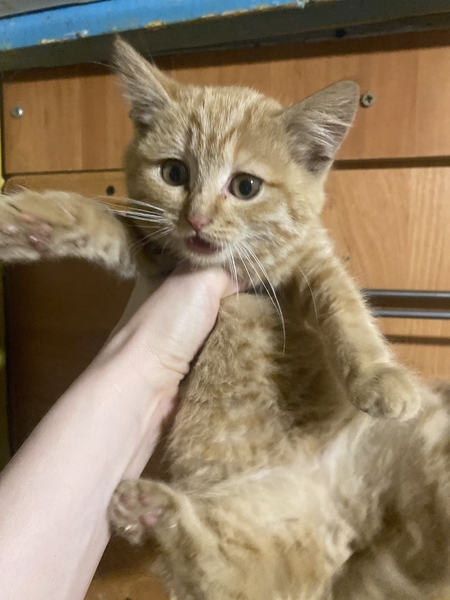 Котенок девочка в хорошие руки срочно - Изображение #4, Объявление #1740329