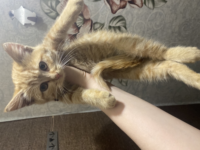 Котенок девочка в хорошие руки срочно - Изображение #3, Объявление #1740329