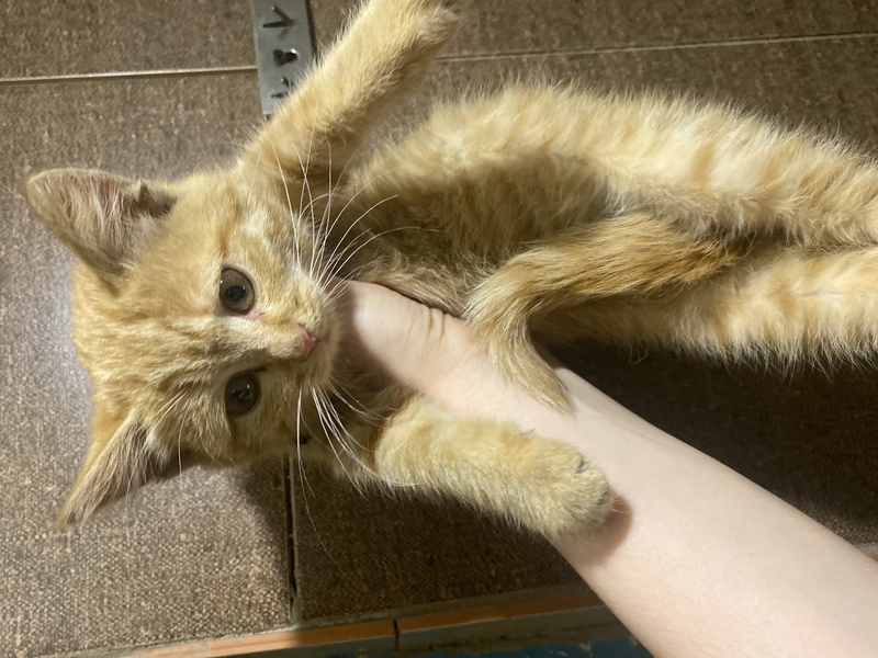 Котенок девочка в хорошие руки срочно - Изображение #2, Объявление #1740329